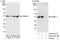 Flotillin 1 antibody, A303-422A, Bethyl Labs, Immunoprecipitation image 