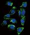 Probetacellulin antibody, PA5-35064, Invitrogen Antibodies, Immunofluorescence image 