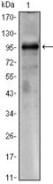 CREB Regulated Transcription Coactivator 1 antibody, AM06483SU-N, Origene, Western Blot image 