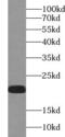 Interleukin 36 Gamma antibody, FNab04274, FineTest, Western Blot image 
