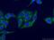 Protein S antibody, 16910-1-AP, Proteintech Group, Immunofluorescence image 