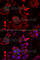 PDZ And LIM Domain 1 antibody, A6686, ABclonal Technology, Immunofluorescence image 