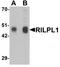 Rab Interacting Lysosomal Protein Like 1 antibody, TA320179, Origene, Western Blot image 
