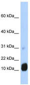  antibody, TA332065, Origene, Western Blot image 