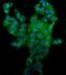 CD44, variant 6 antibody, M00052-3, Boster Biological Technology, Immunofluorescence image 