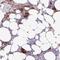 Espin Like antibody, HPA055103, Atlas Antibodies, Immunohistochemistry frozen image 