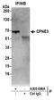 CPN3 antibody, A305-098A, Bethyl Labs, Immunoprecipitation image 