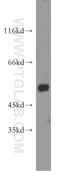 Cytochrome P450 2F1 antibody, 21579-1-AP, Proteintech Group, Western Blot image 