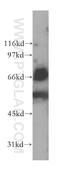Leukocyte immunoglobulin-like receptor 8 antibody, 12881-1-AP, Proteintech Group, Western Blot image 