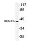 RUNX Family Transcription Factor 3 antibody, AP20638PU-N, Origene, Western Blot image 