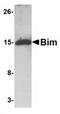 BCL2 Like 11 antibody, TA319806, Origene, Western Blot image 
