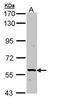 Phospholipase A2 Group III antibody, PA5-22135, Invitrogen Antibodies, Western Blot image 