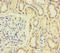 Spindlin Family Member 4 antibody, LS-C395450, Lifespan Biosciences, Immunohistochemistry paraffin image 