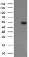 6-phosphogluconate dehydrogenase, decarboxylating antibody, TA505578AM, Origene, Western Blot image 
