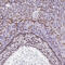 Forkhead Box L2 antibody, HPA069613, Atlas Antibodies, Immunohistochemistry paraffin image 