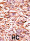 Cell Division Cycle 25B antibody, abx031844, Abbexa, Immunohistochemistry frozen image 