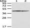 Endoplasmic Reticulum Protein 44 antibody, TA350557, Origene, Western Blot image 