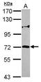 Zinc Finger Protein 571 antibody, GTX119554, GeneTex, Western Blot image 