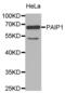 Poly(A) Binding Protein Interacting Protein 1 antibody, abx004650, Abbexa, Western Blot image 