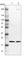 Prostaglandin E synthase 3 antibody, HPA038673, Atlas Antibodies, Western Blot image 