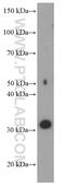 3-oxo-5-alpha-steroid 4-dehydrogenase 1 antibody, 66329-1-Ig, Proteintech Group, Western Blot image 