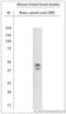 POC1 centriolar protein homolog A antibody, LS-C829710, Lifespan Biosciences, Western Blot image 