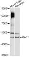 2'-5'-Oligoadenylate Synthetase 1 antibody, LS-C749616, Lifespan Biosciences, Western Blot image 