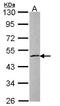 Zinc Finger Protein 140 antibody, LS-C185566, Lifespan Biosciences, Western Blot image 
