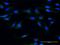 Moesin antibody, H00004478-M13, Novus Biologicals, Immunocytochemistry image 