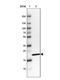 Chromosome 20 Open Reading Frame 27 antibody, NBP2-14399, Novus Biologicals, Western Blot image 