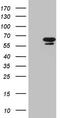 Nuclear receptor subfamily 6 group A member 1 antibody, LS-C794964, Lifespan Biosciences, Western Blot image 