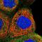NPR2 Like, GATOR1 Complex Subunit antibody, PA5-58289, Invitrogen Antibodies, Immunofluorescence image 