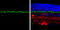 Discs Large MAGUK Scaffold Protein 4 antibody, GTX133167, GeneTex, Immunohistochemistry paraffin image 