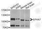 EPH Receptor A7 antibody, A9931, ABclonal Technology, Western Blot image 