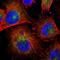 Rho GTPase Activating Protein 1 antibody, HPA004689, Atlas Antibodies, Immunofluorescence image 
