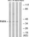 F2R Like Thrombin Or Trypsin Receptor 3 antibody, TA314846, Origene, Western Blot image 