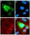 Musashi RNA Binding Protein 1 antibody, 710237, Invitrogen Antibodies, Immunofluorescence image 