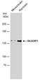 Ras-GRF1 antibody, PA5-78412, Invitrogen Antibodies, Western Blot image 
