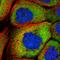 Y-Box Binding Protein 3 antibody, HPA034838, Atlas Antibodies, Immunofluorescence image 