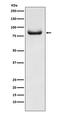 DCC-interacting protein 13-alpha antibody, M02381-1, Boster Biological Technology, Western Blot image 