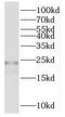 Ribosomal Protein L17 antibody, FNab07416, FineTest, Western Blot image 