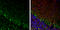 Internexin Neuronal Intermediate Filament Protein Alpha antibody, GTX133356, GeneTex, Immunohistochemistry frozen image 