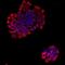 VE-PTP antibody, NBP2-67087, Novus Biologicals, Immunocytochemistry image 