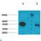 Growth Hormone Secretagogue Receptor antibody, LS-C813632, Lifespan Biosciences, Western Blot image 
