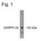 Protein Phosphatase 1 Regulatory Inhibitor Subunit 1B antibody, 38-7500, Invitrogen Antibodies, Western Blot image 