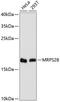 Mitochondrial Ribosomal Protein S28 antibody, GTX66451, GeneTex, Western Blot image 