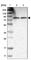 p84N5 antibody, HPA019096, Atlas Antibodies, Western Blot image 