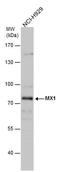 MX Dynamin Like GTPase 1 antibody, PA5-22149, Invitrogen Antibodies, Western Blot image 