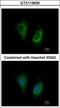 MOSC domain-containing protein 2, mitochondrial antibody, GTX119926, GeneTex, Immunofluorescence image 