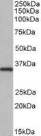 NIMA Related Kinase 7 antibody, LS-B8348, Lifespan Biosciences, Western Blot image 